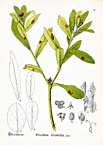 STILLINGIA SYLVATICA